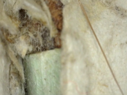 Tender Flesh, (2015) Single channel video, silent. 50 mins looped. Projection size approx 38cm x 28cm